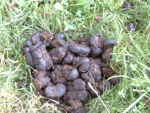 49487_horse_manure_300