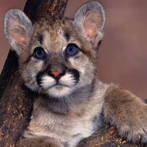 Baby Blue Eyes Cougar