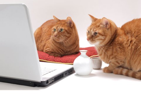 catscomputer